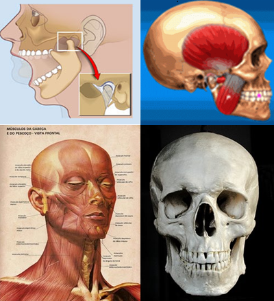 Course Image Fisiopatología del sistema estomatognático