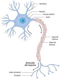 Course Image Anatomía y fisiología del sistema nervioso