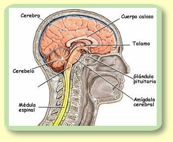 Course Image Anatomía y fisiología del sistema nervioso