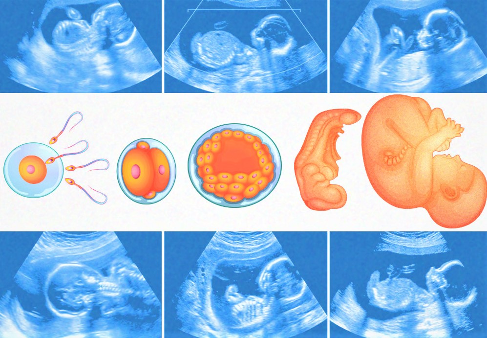 Course Image ANATOMIA DEL DESARROLO