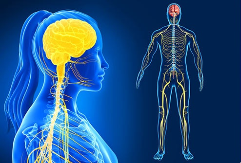 Course Image Anatomía del Sistema Nervioso