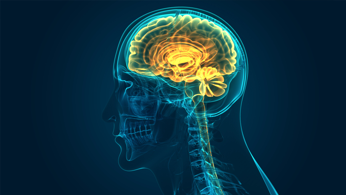 Course Image Anatomía y Fisiología del Sistema Nervioso